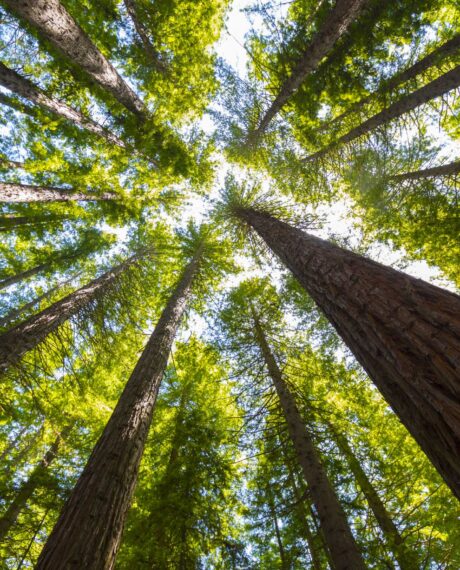 Forestry Advisory Services Banner Moore Markhams