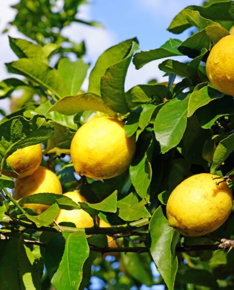 Horticultural advisory services banner moore markhams