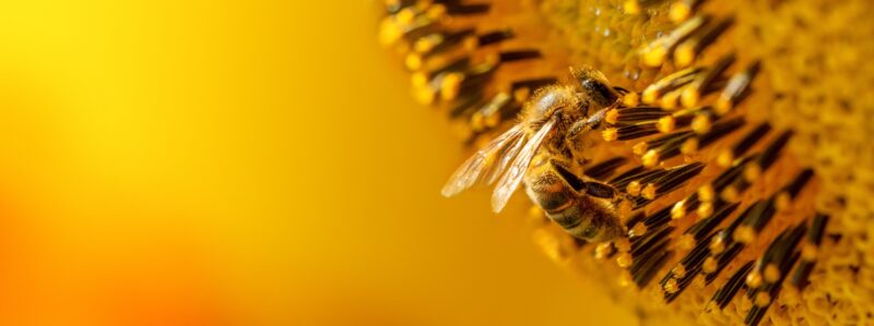 Humble Bees | Giving plastics the sting