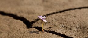 2020 Drought Recovery Advice Fund open