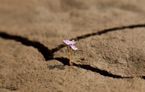2020 Drought Recovery Advice Fund open