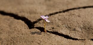 2020 Drought Recovery Advice Fund open
