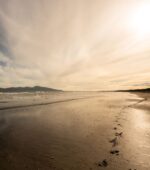 Moore Markhams Wellington