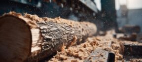 Budget 2026: What Forestry Businesses Need to Know