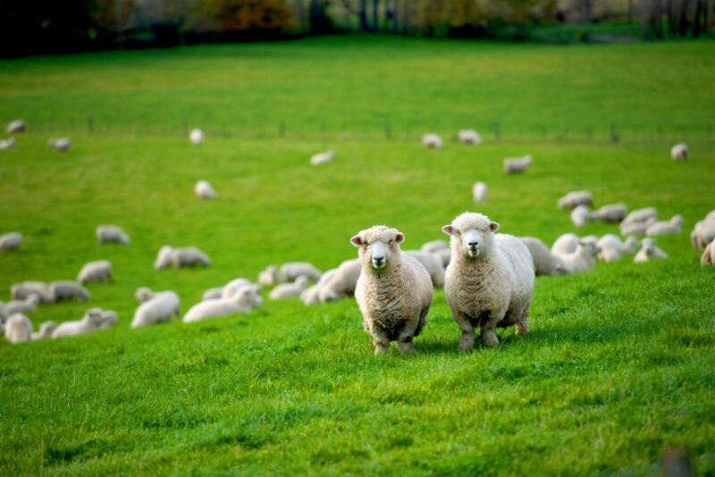 Establishing Your Business in New Zealand | Moore Markhams Financial Services