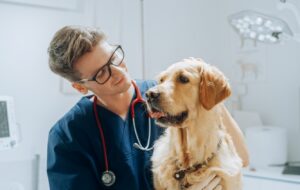 Client Profile: Animal Medical Centre