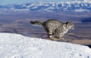 New Zealand's only pair of Snow Leopards arrive at Wellington Zoo